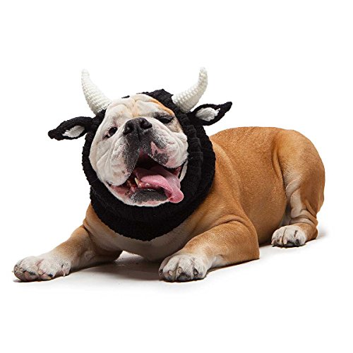 Bulldog wearing bull costume headpiece
