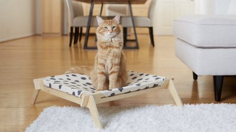 cat sitting on hammock