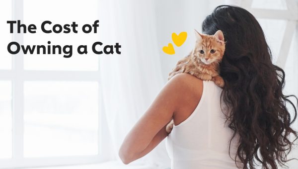The cost of owning a cat in 2020