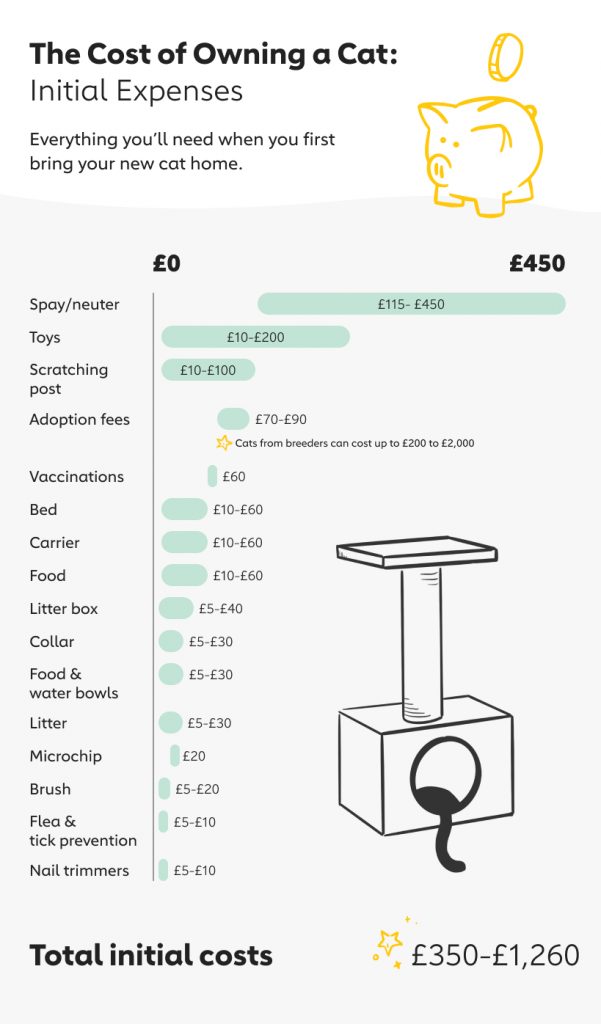 The Cost of Owning a Cat in the UK 2020 The Dog People by