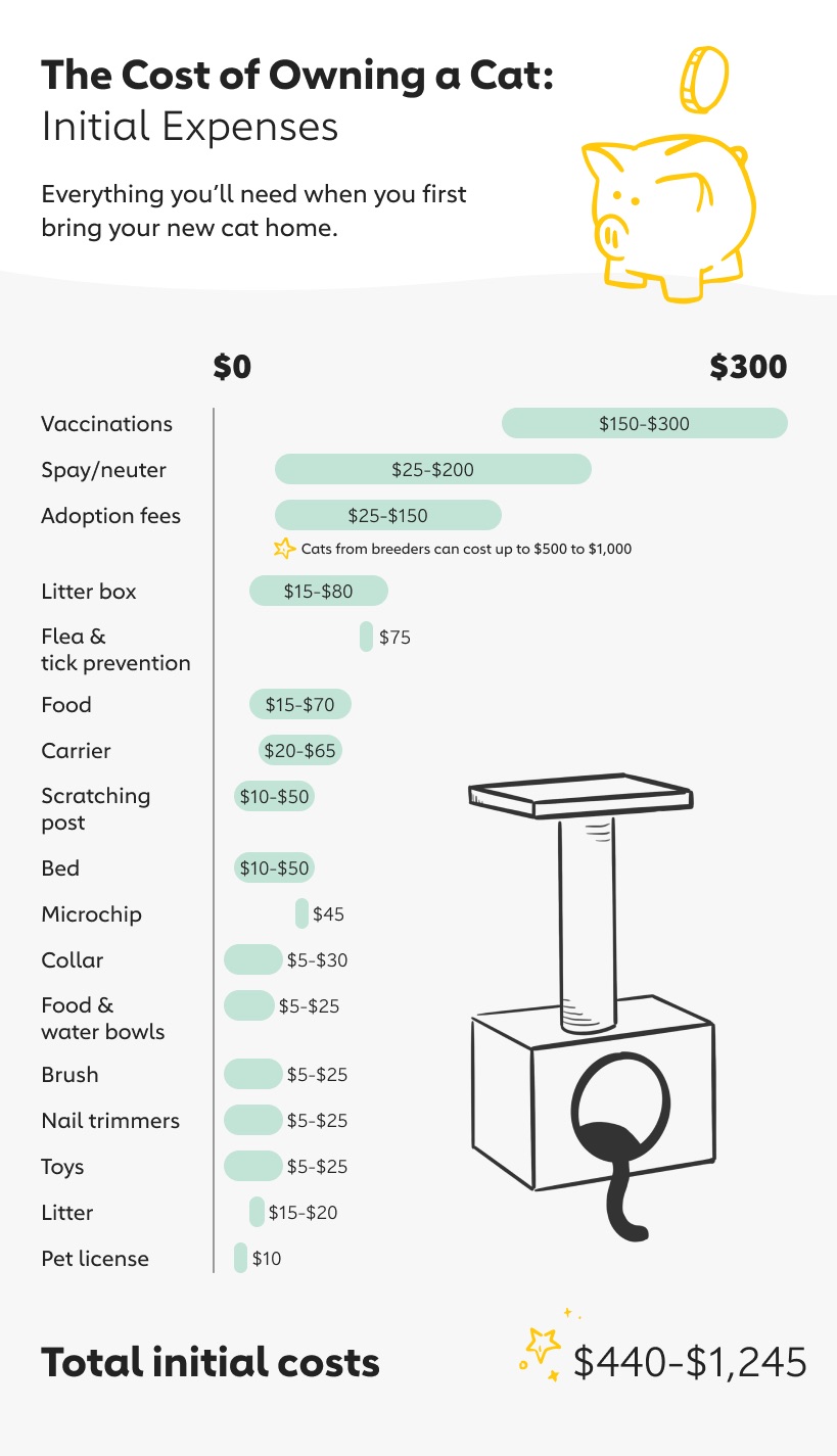 The Cost of Owning a Cat in 2020 The Dog People by
