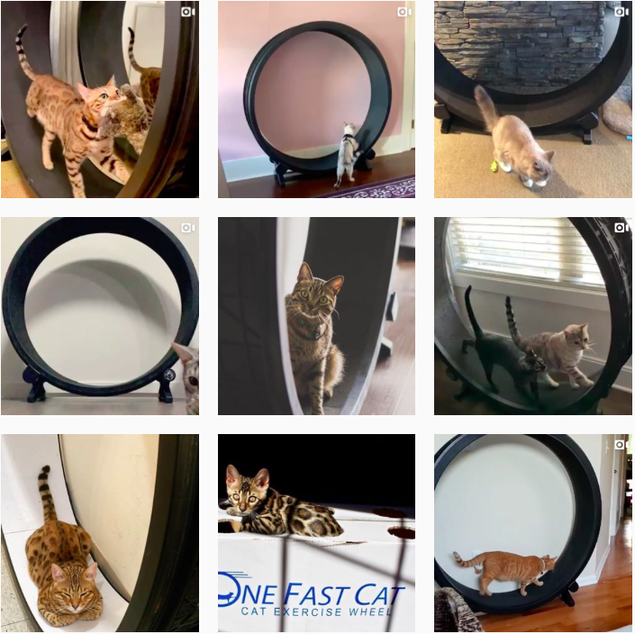 screenshots of cats in cat exercise wheels