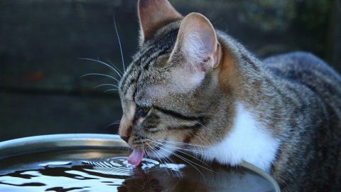 cat drinking