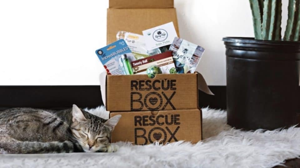 cat with subscription box