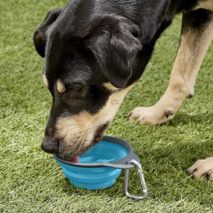 dog drinking water from Dexas Popware for Pets collapsible travel cup car accessory