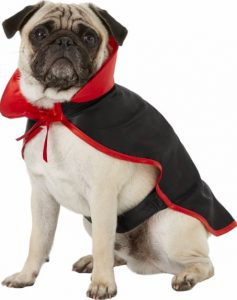 Pug wearing a vampire cape costume