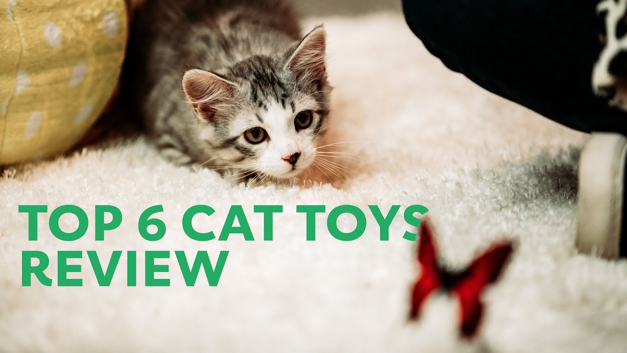 Kitten Toys The Best Kitten Toys for Active Kittens