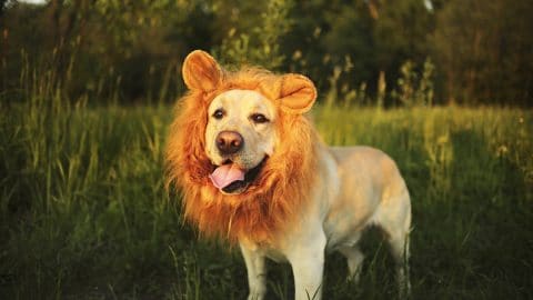 dog in lion mane costume standing in field