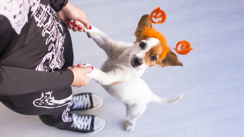 person dressed as skeleton holding paws of dog with pumpkin headband