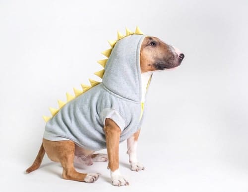 Dog sits in sweatshirt with fabric dragon spines on back