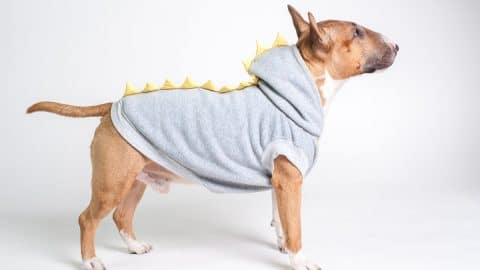 dog in soft gray hoodie with dragon spines