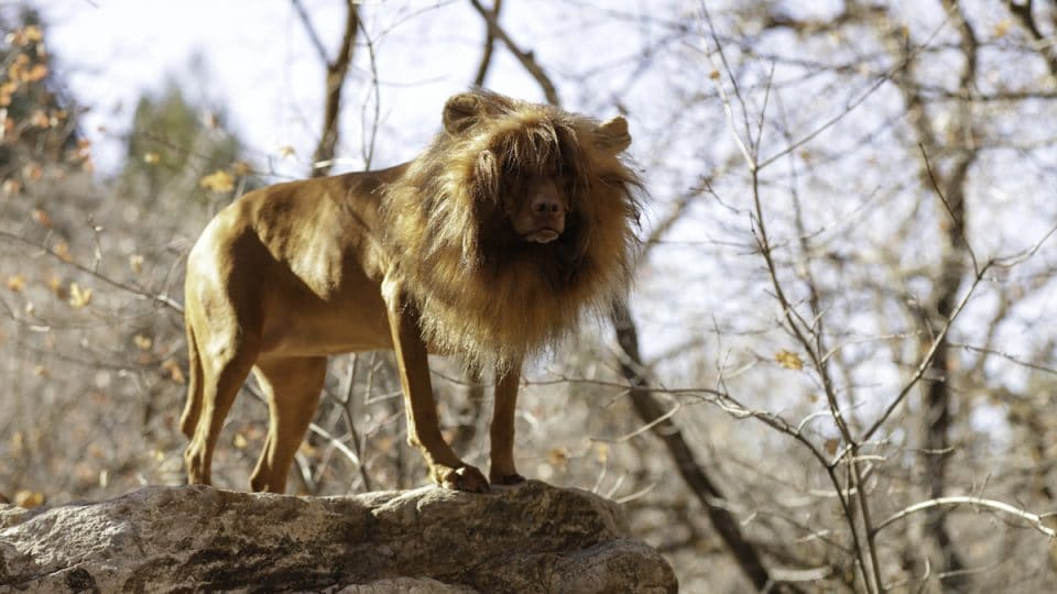 Lion Dog Costumes | 8 Ferocious Wigs To Turn Your Pup Into a Jungle Cat