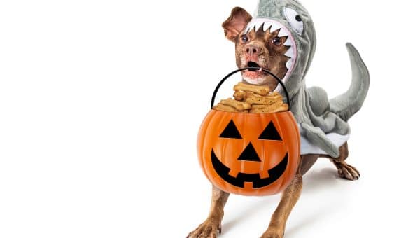 dog in shark costume with halloween basket