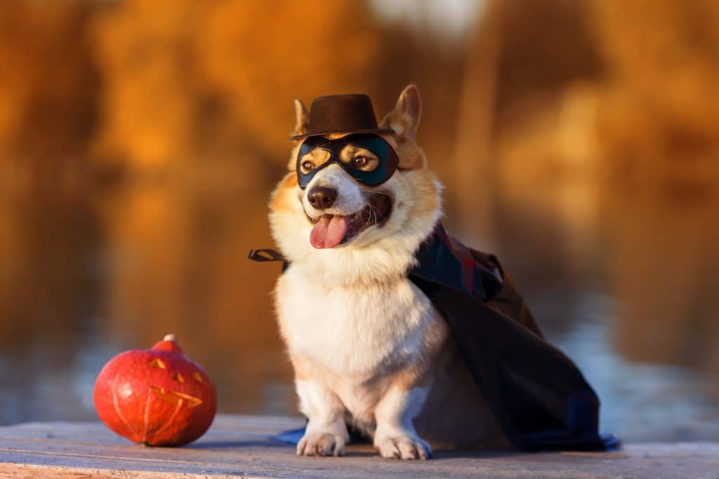 Corgi in superhero Halloween costume sitting in autumn park