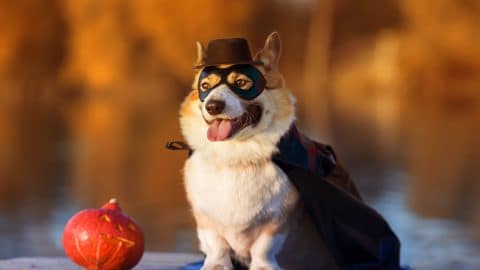 Corgi in superhero Halloween costume sitting in autumn park