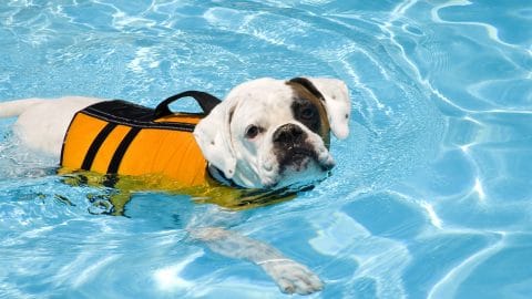 Bulldog Boxer mix in yellow life jacket in pool