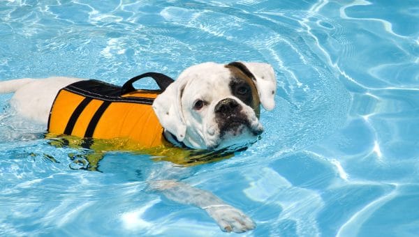 Bulldog Boxer mix in yellow life jacket in pool