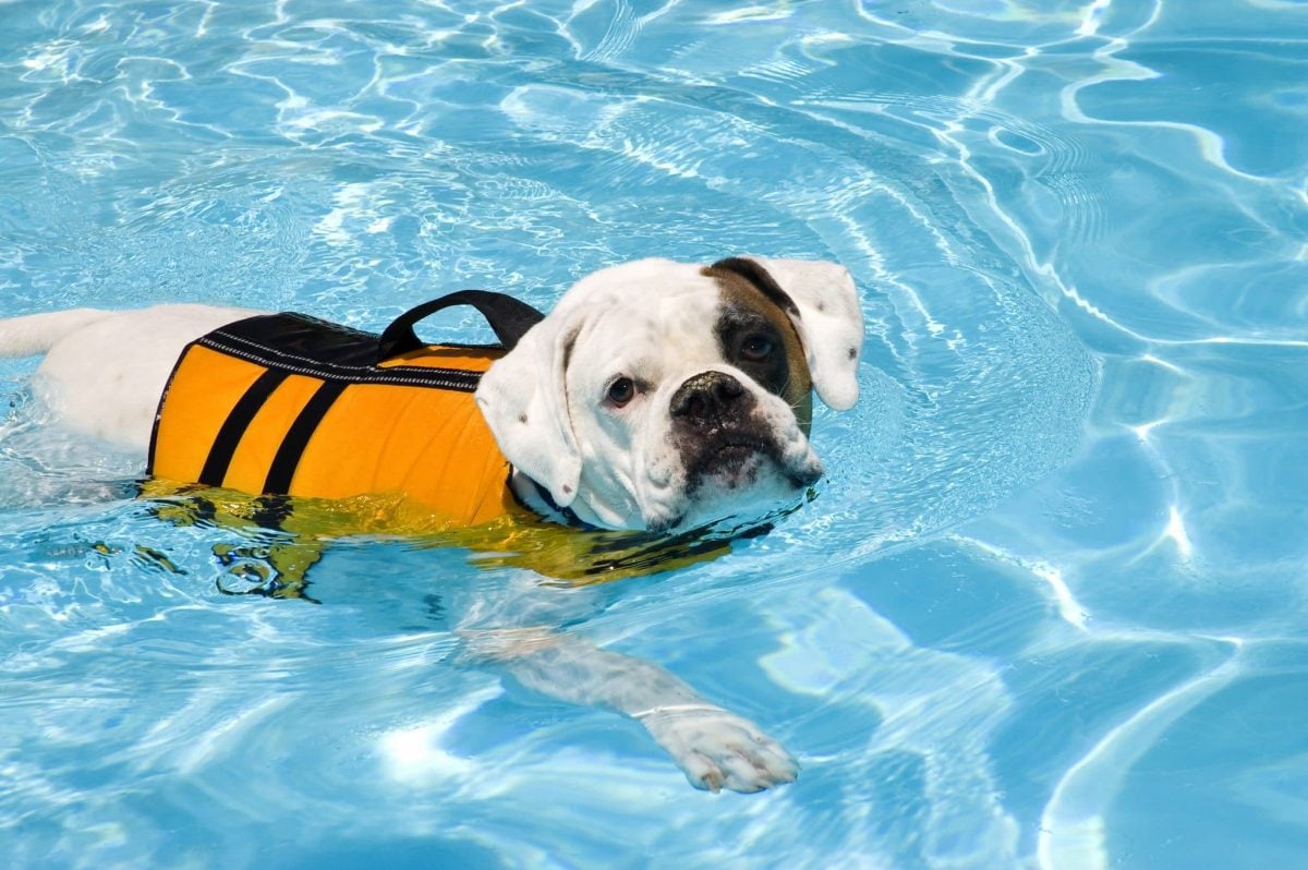 Chaleco Flotante para Nadar Hawkimin Pet Dog Life 