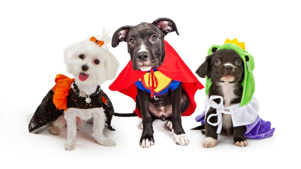 Three dogs dressed up in Halloween costumes: a witch, super hero, and frog prince