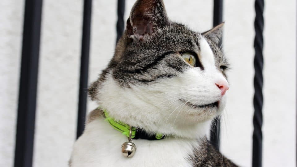domestic cat with a collar and bell around the neck