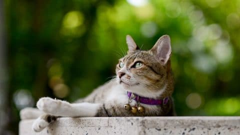 lounging grey and white tabby cat wearing a purple collar with three bells