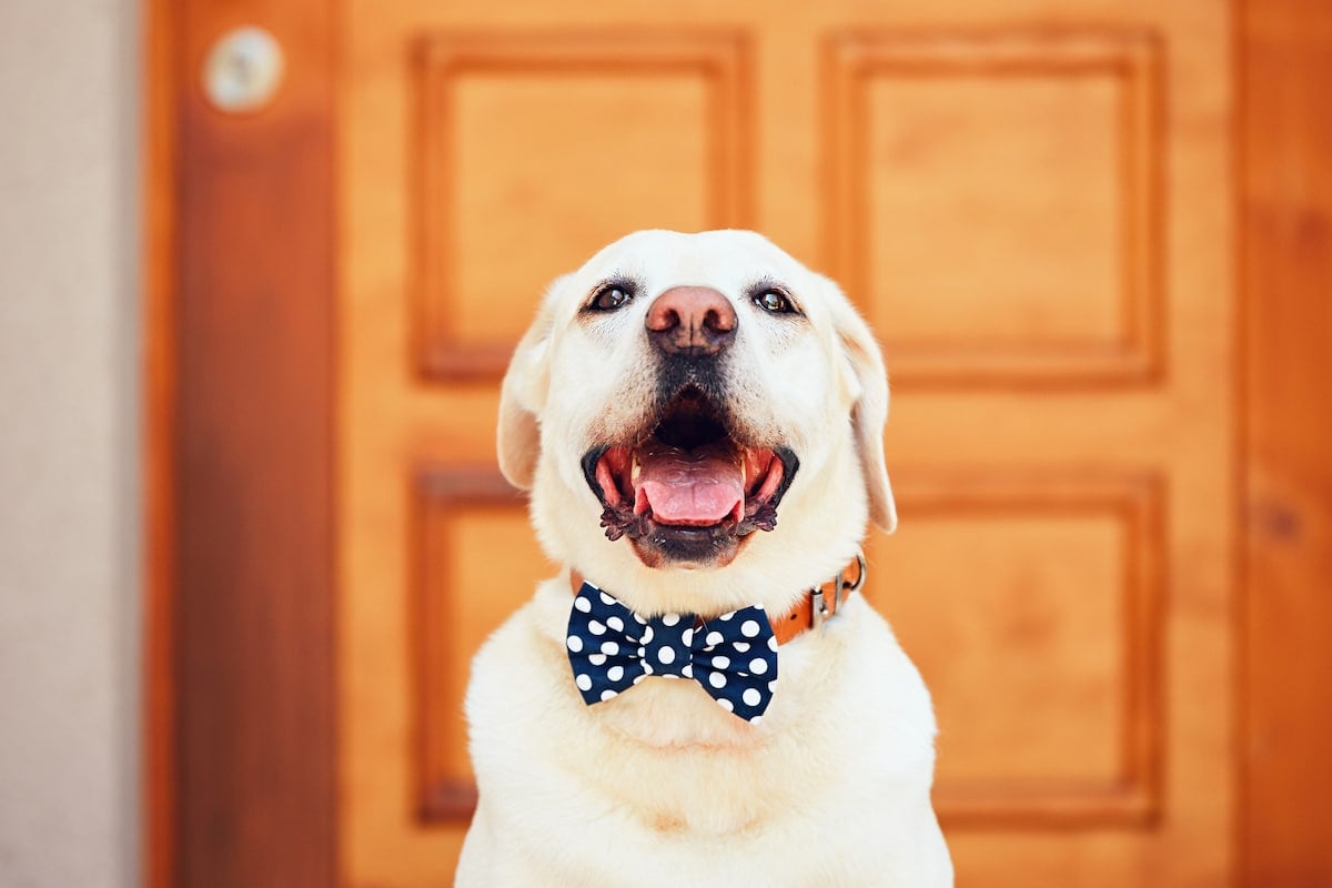 Happy lab with bow tie on front porch