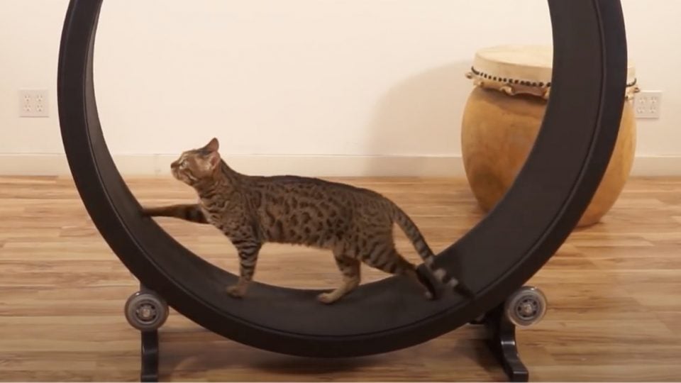 Cat Exercise Wheel Taking the OneFastCat for a Spin
