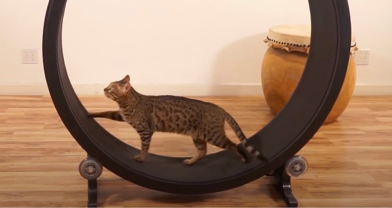 cat on exercise wheel