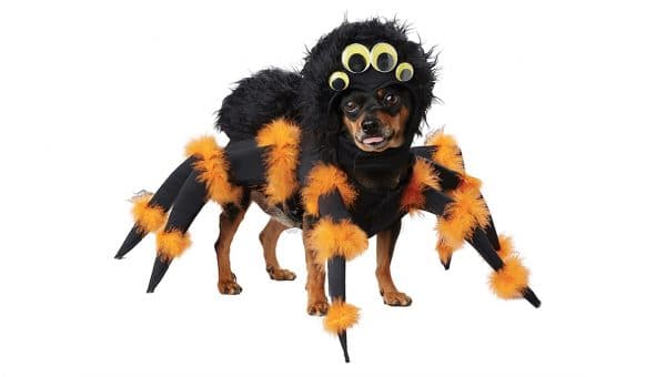 dog in orange and black spider costume