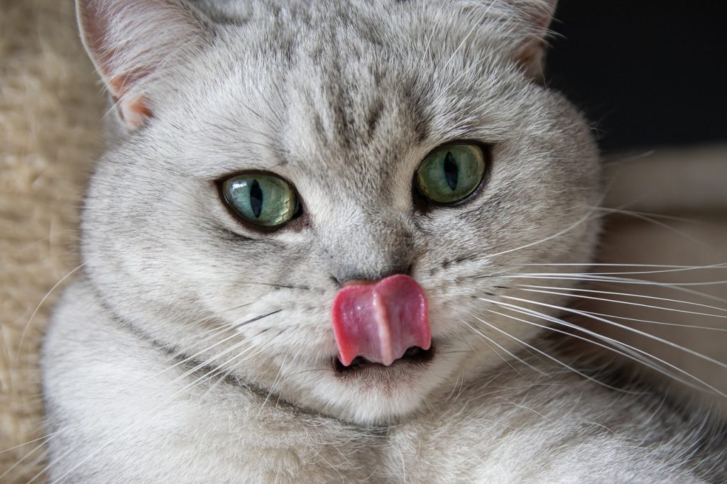 cat licking lips but not eating