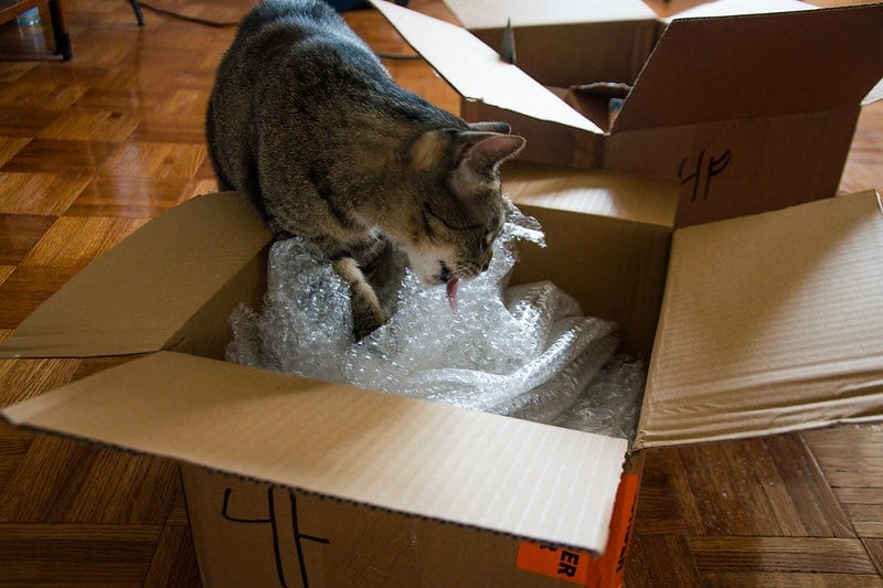 Why do cats lick plastic bags weird cat plastic obsession explained