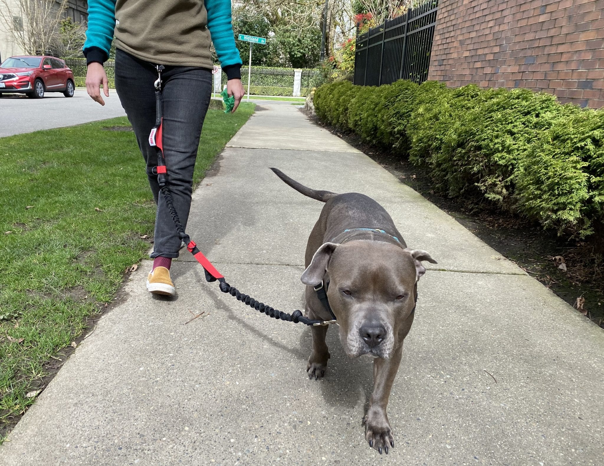 A dog walking on a hands free leash