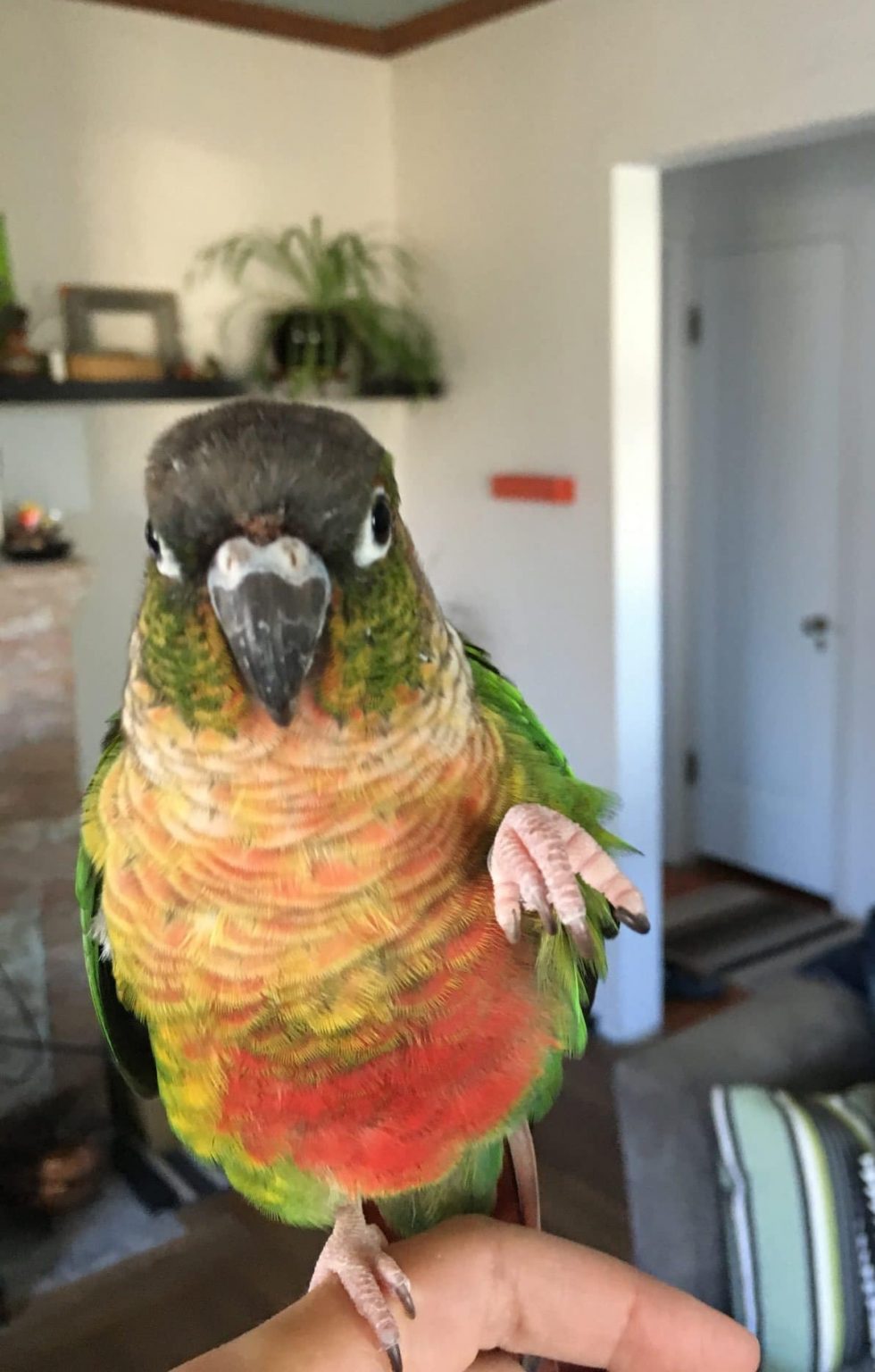 Bird Appreciation Life With Mango the Green Cheek Conure