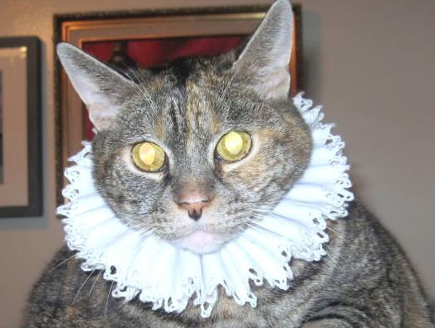 licking Collar iplusmile Cat Supply Pet Kitten Recovery Neck Cone Cat Recovery Collar Cat Collar Anti