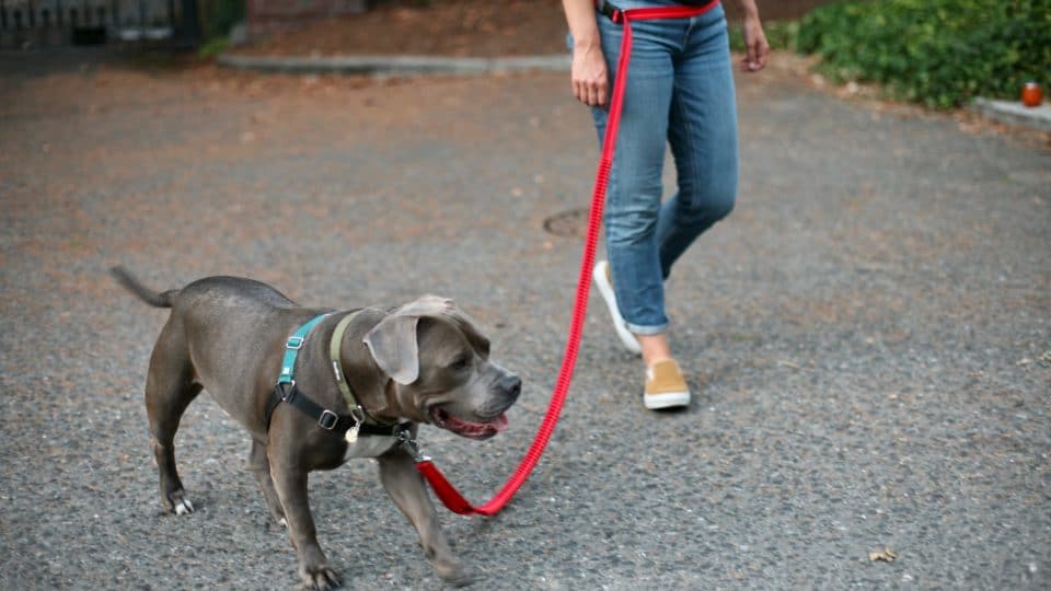 pit bull and human on hands free leash