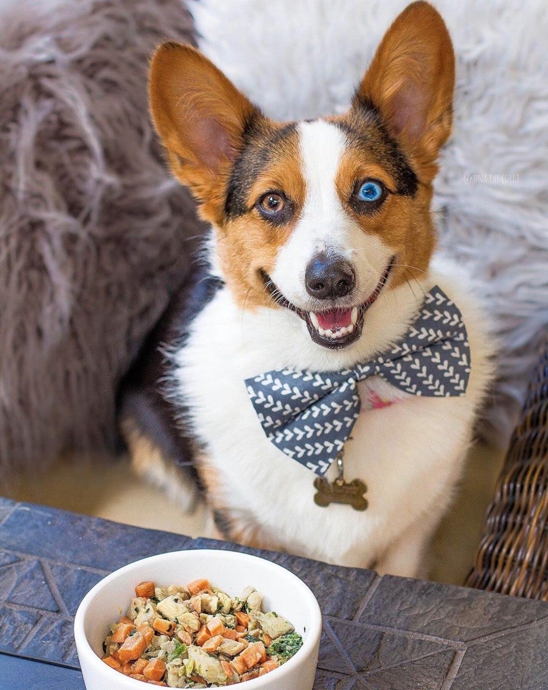 A bow tie wearing Corgi poses by a bowl of Nom Nom fresh dog food