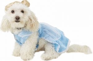 dog in Cinderella costume