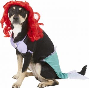 dog in Ariel costume from The Little Mermaid