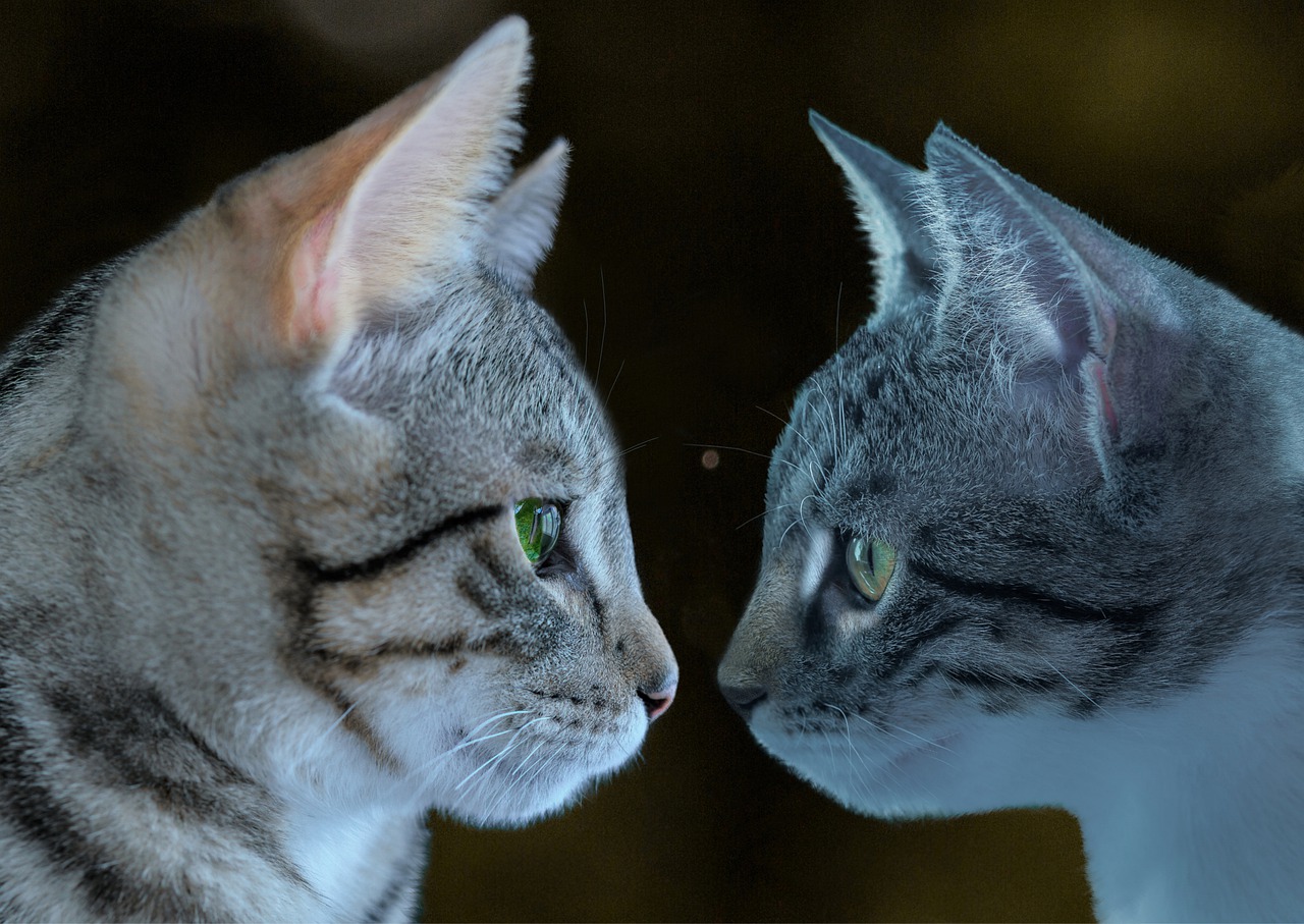 How Do Cats Communicate With Each Other? Cat Communication Cues Revealed!