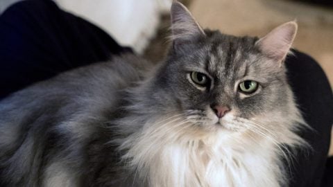 older cat