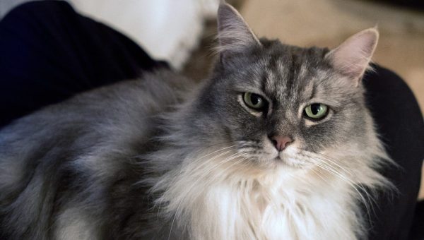 thundershirt for cats review