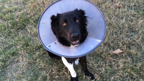 black dog wearing purple cone