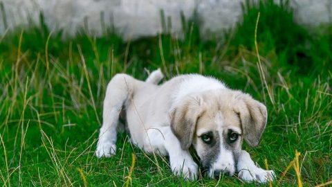 puppy in grass