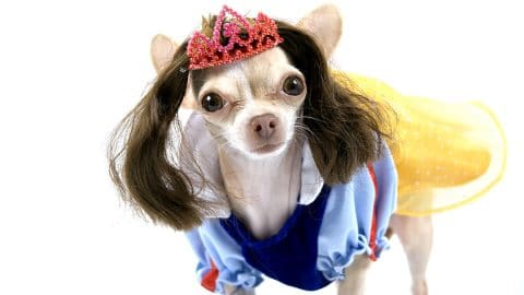 Chihuahua wearing Snow White costume