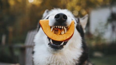 Husky eating wedge of pumpkin