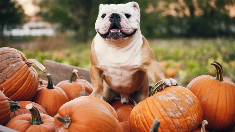 An English bulldog sitting in a pumpkin wagon