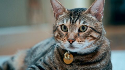tabby cat