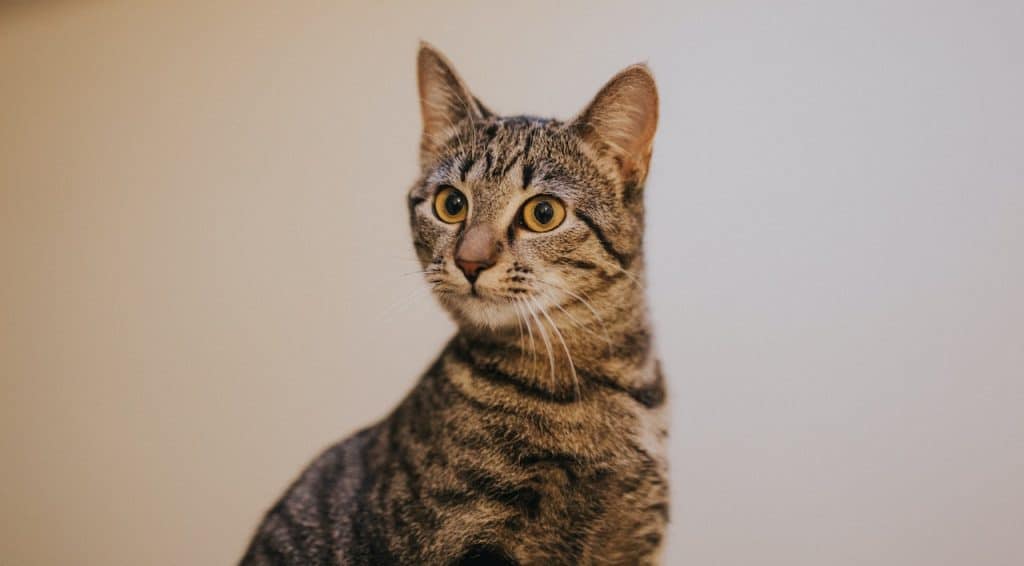 hydrolyzed soy protein for cats