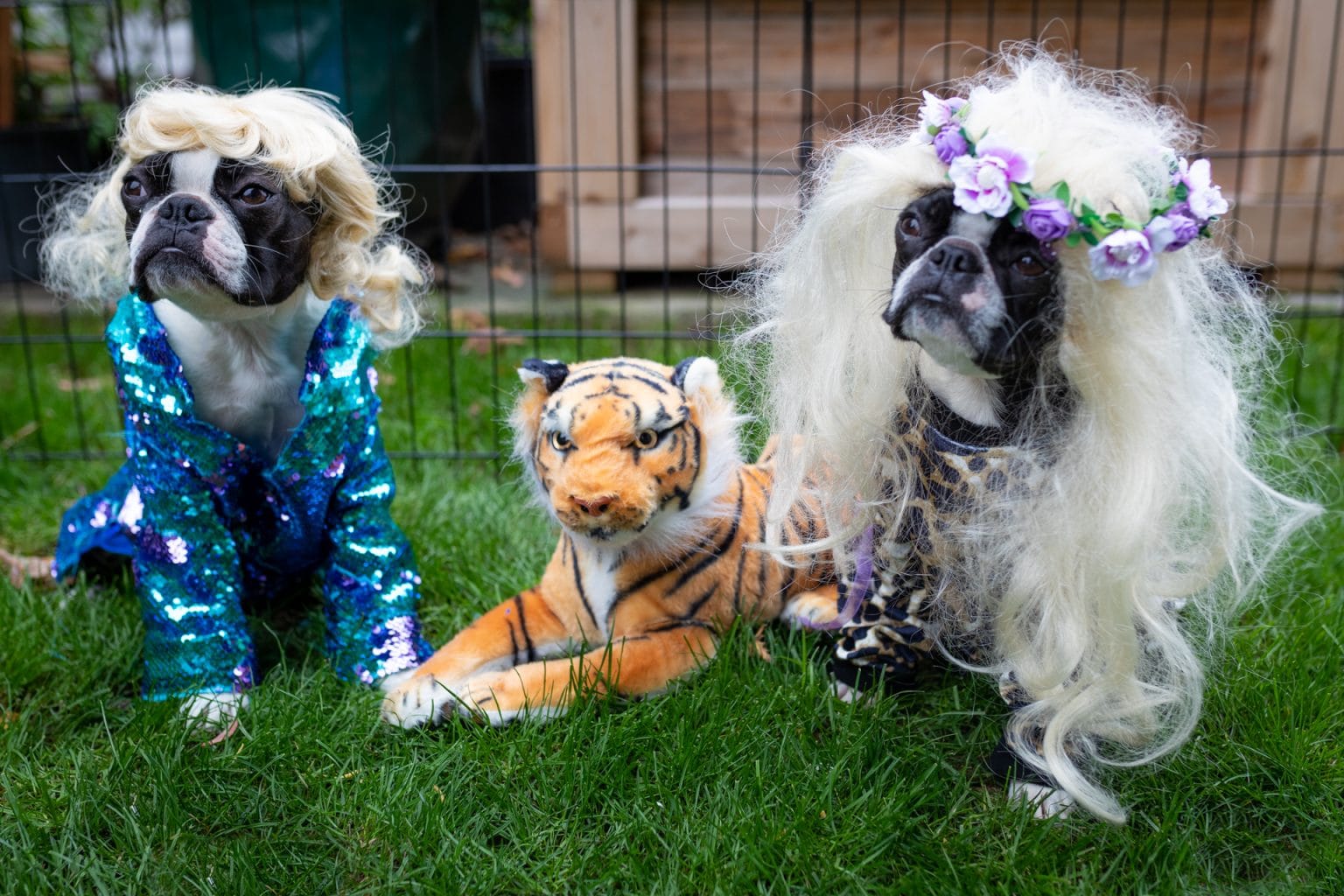 Dog Halloween Party How to Throw the Best Halloween Dog Party Ever