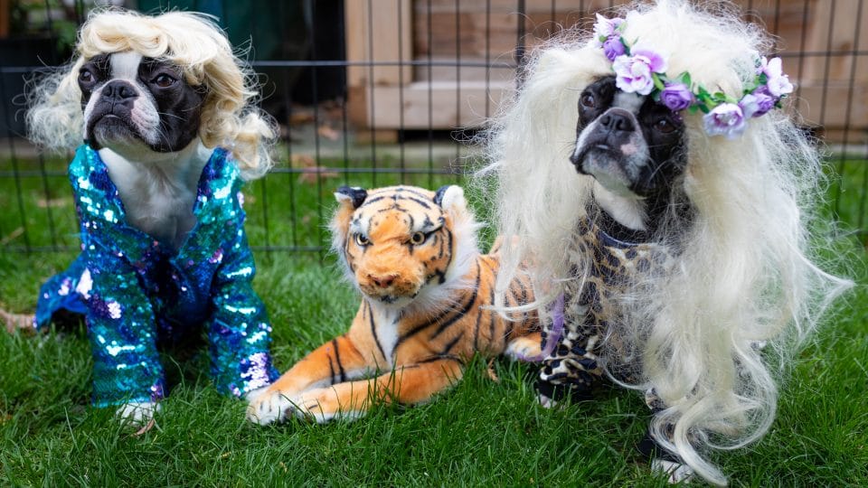 Stumped for Your Pet's Halloween Costume? Find Inspiration in Their Zodiac  Sign | The Dog People by Rover.com